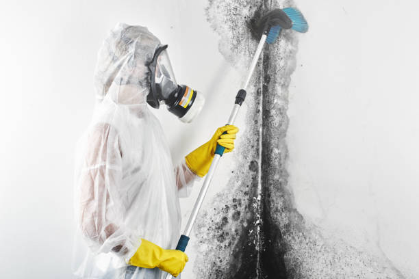Best Industrial Mold Remediation  in Youngstown, OH