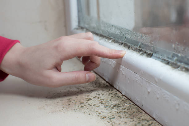 Best Post-Construction Mold Inspection  in Youngstown, OH