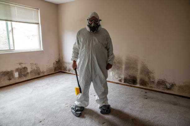 Mold Odor Removal Services in Youngstown, OH